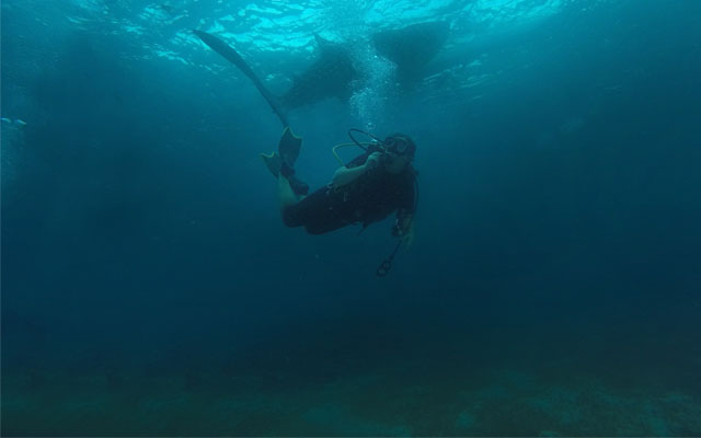 scuba diving whaleshark