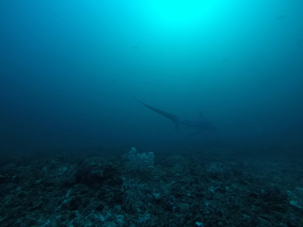 Best Malapascua Scuba Diving & Dive Sites